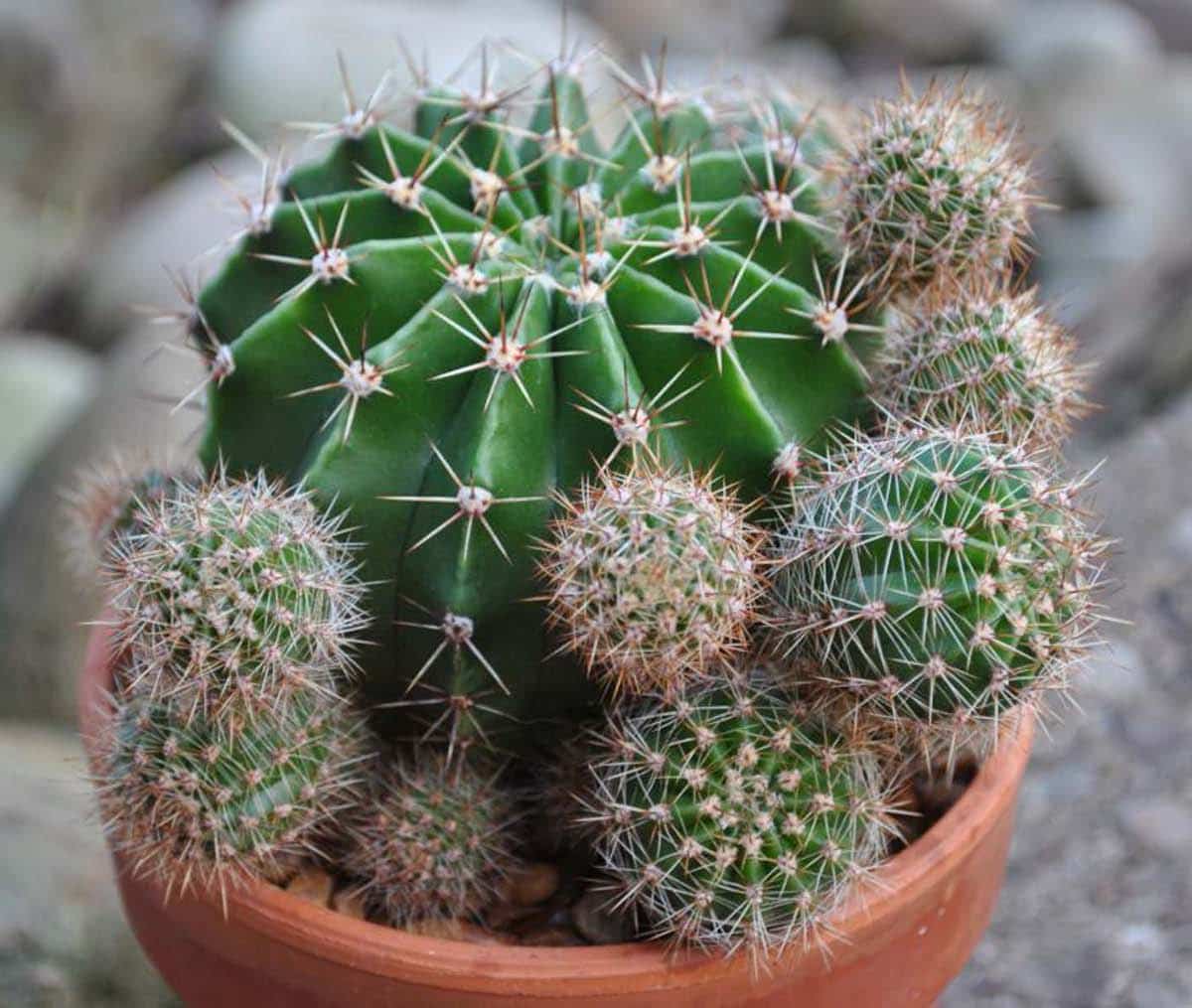 Comment cultiver et entretenir le cactus Echinopsis ?